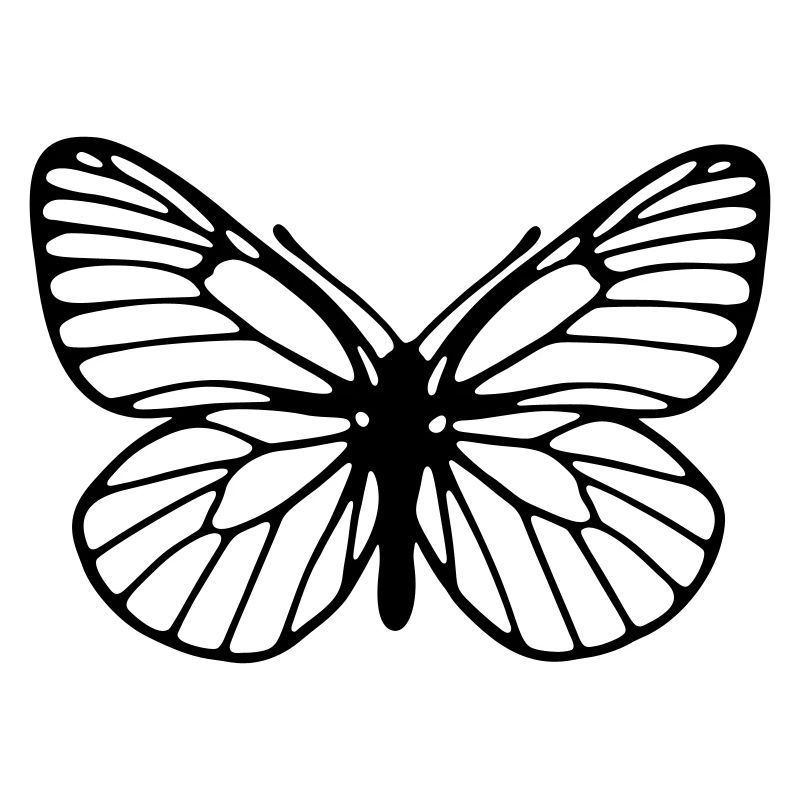 Papillon blanc veiné de noir