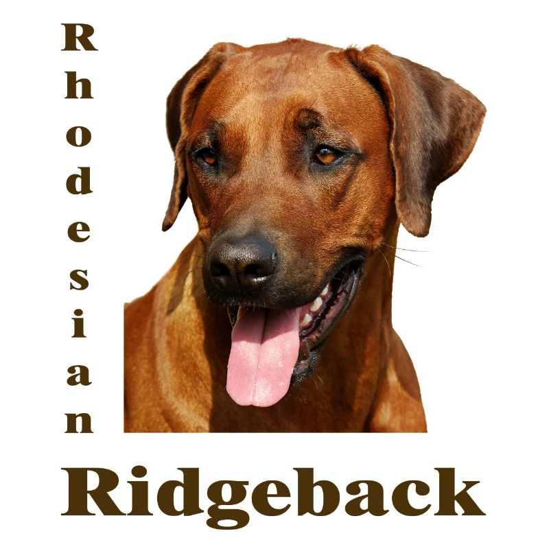 Rhodesian Ridgeback