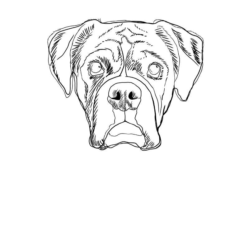 Boxer Hund