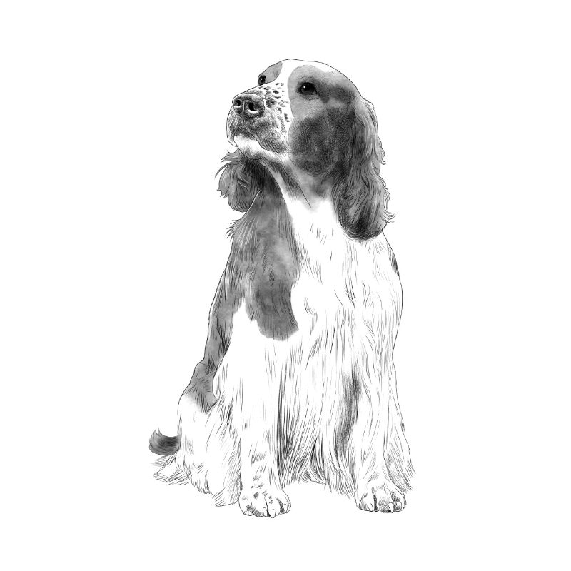 Sitzender Welsh Springer Spaniel Hund