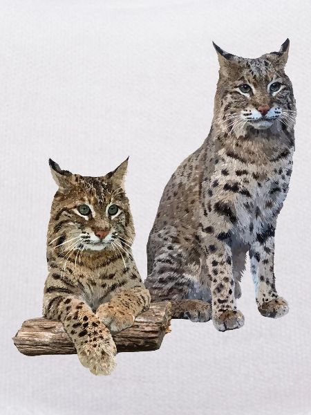 Lynx