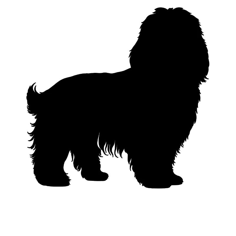 Havanese dog