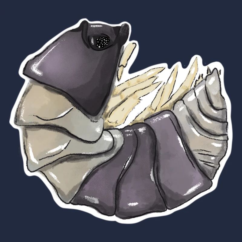Cubaris spec. „Panda King“ Asseln , Isopod