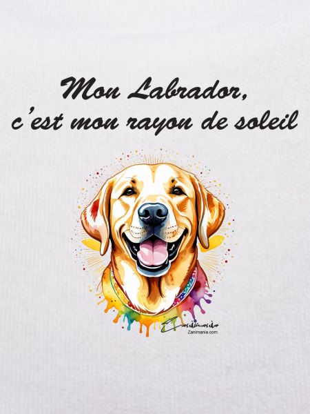 Labrador rayon de soleil