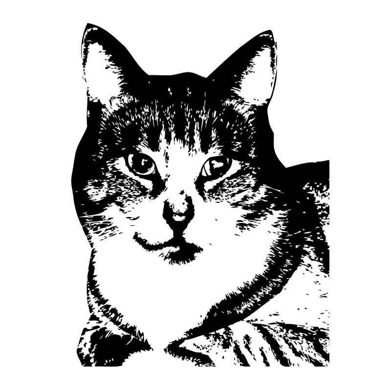 Chat, dame de chat, tête de chat, amants de chat, chat