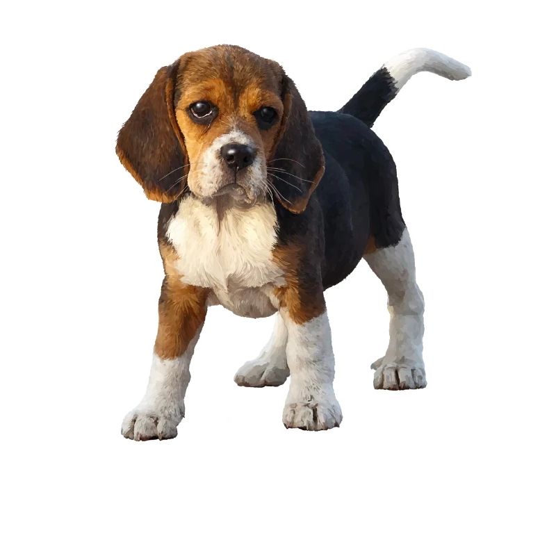 beagle