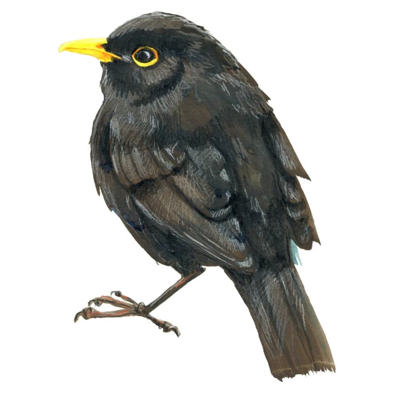 Amsel