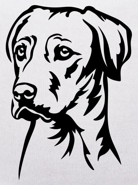 Rhodesian Ridgeback Head