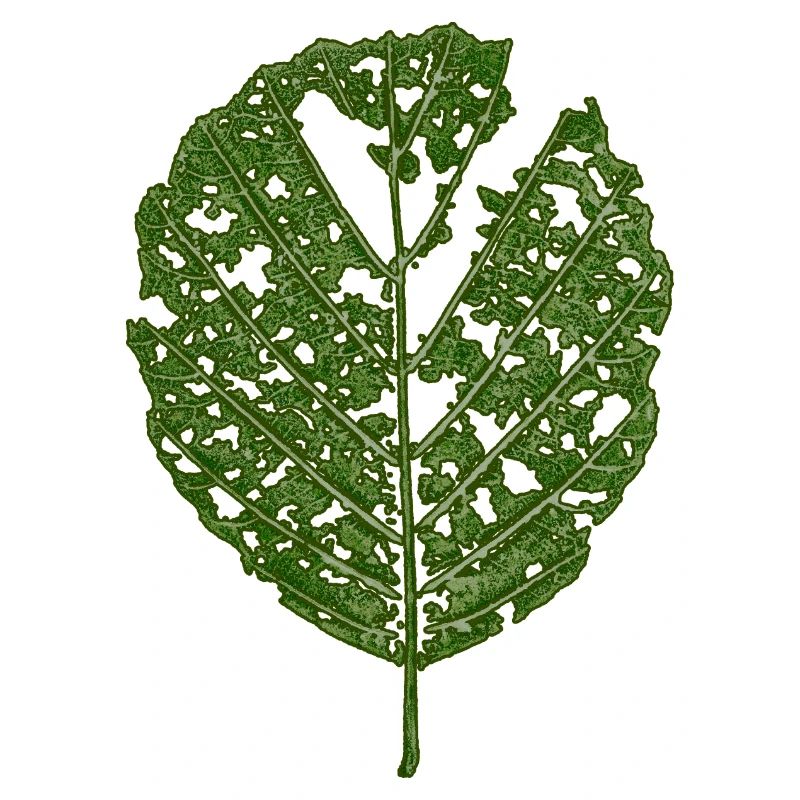 Leaf Alder / BOTANIC Nature & Tree