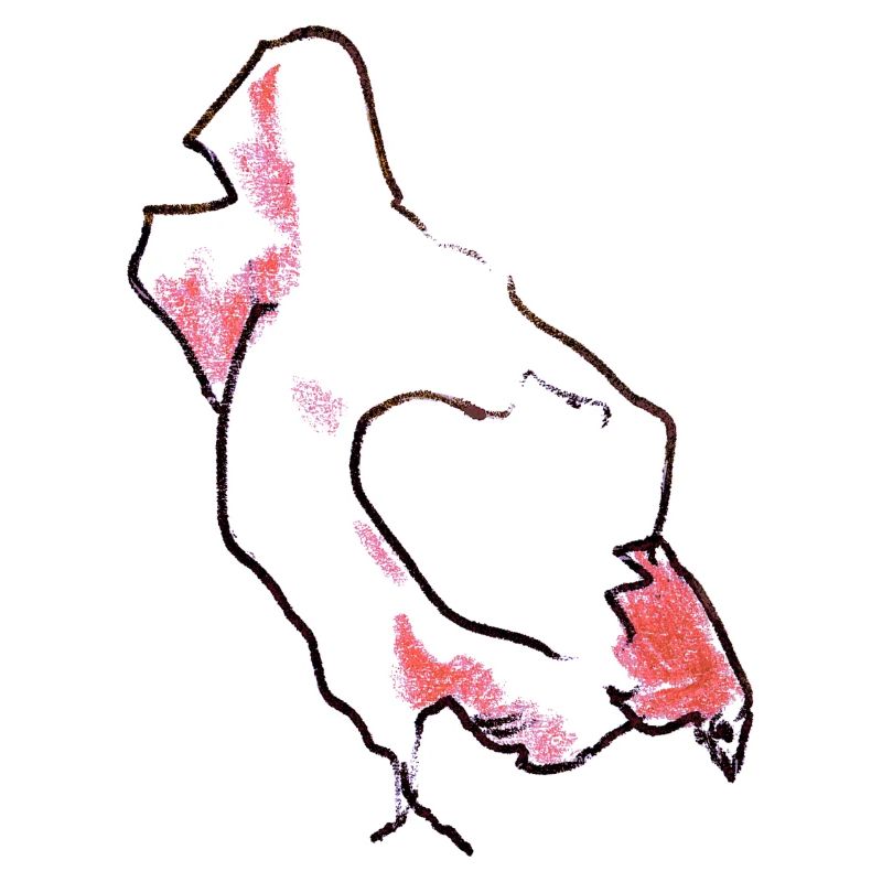 Chicken - Hen