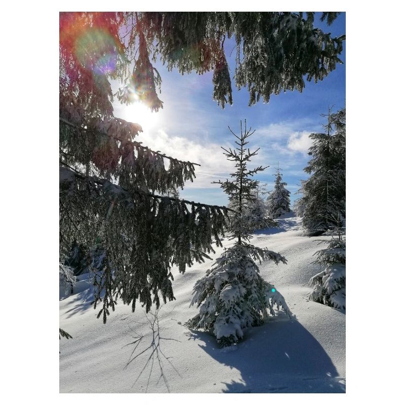 Winterwald Sonnenstrahlen im Schnee