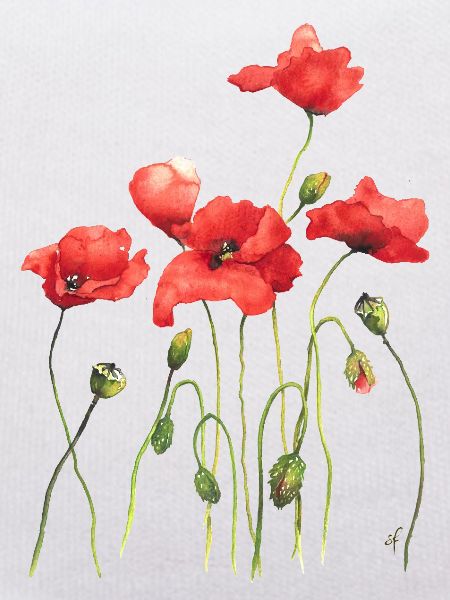 Rote Mohnblumen