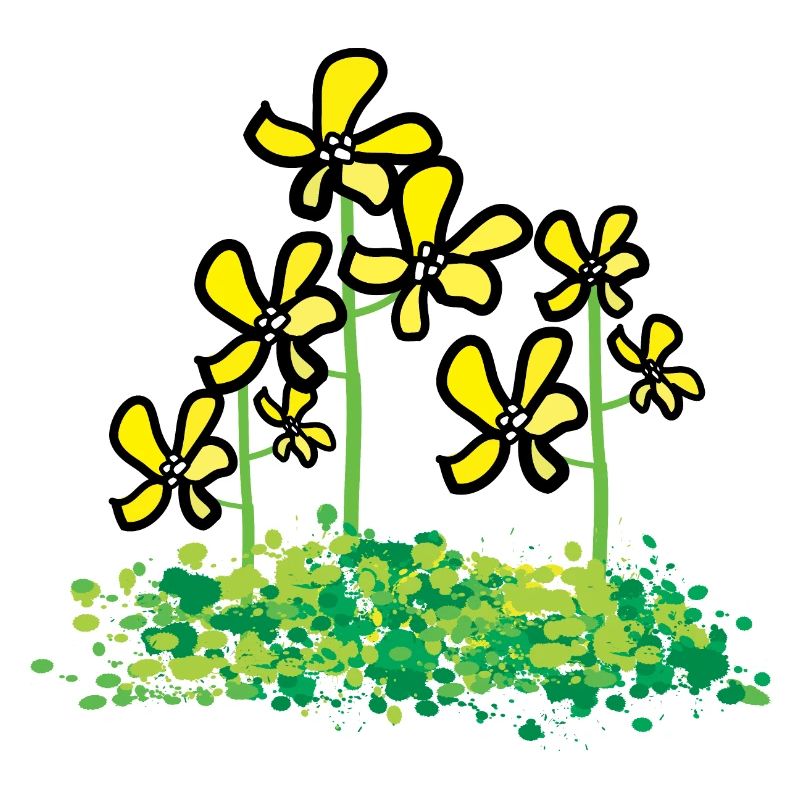 Rapsblüte