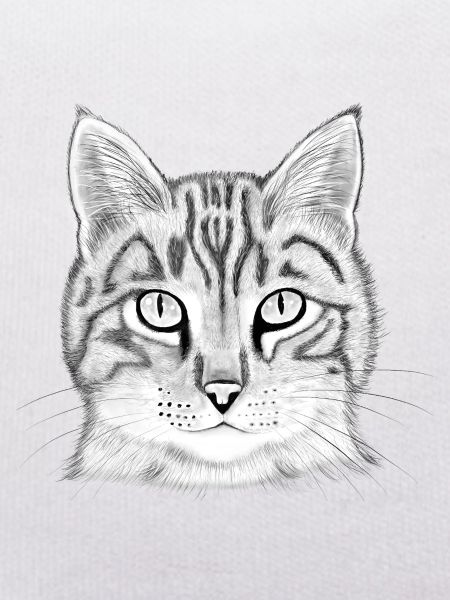 Cat's head drawn