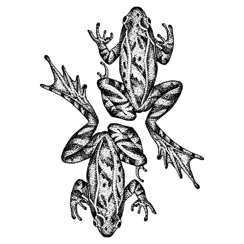 Frosch