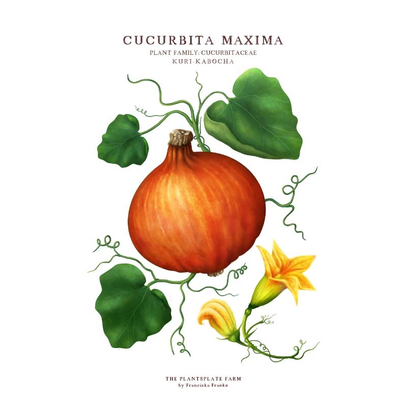 THE PLANTSPLATE FARM - CUCURBITA MAXIMA