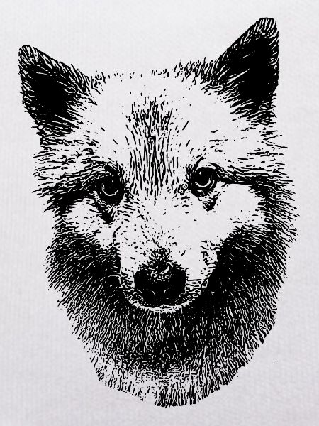 Iceland dog Icelandic Spitz