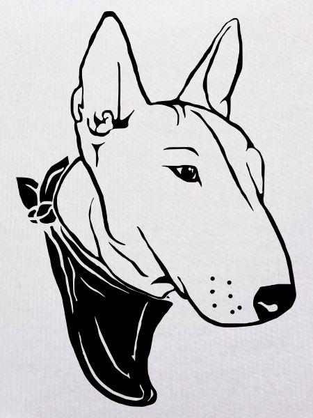 Bull terrier with scarf