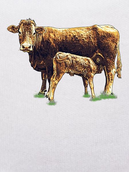kuh mit kalb