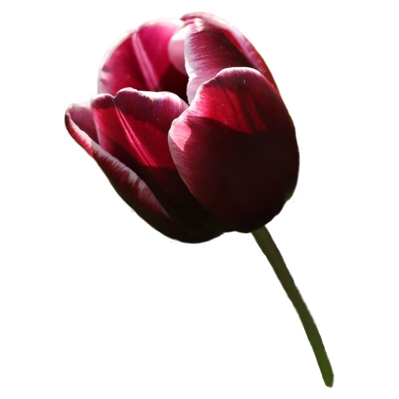 Tulip Tulips