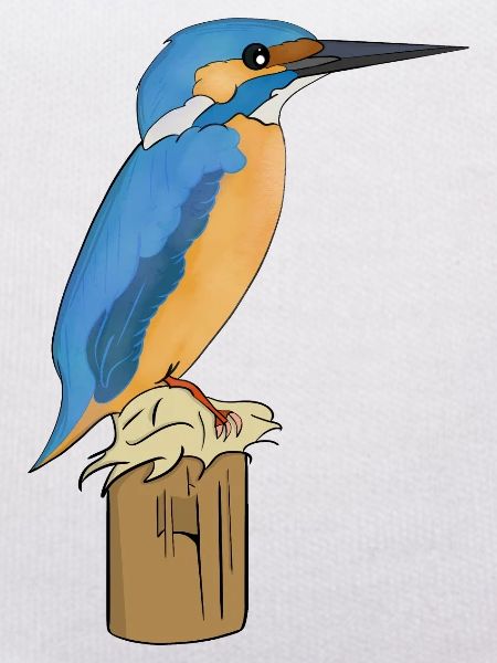 Kingfisher bird