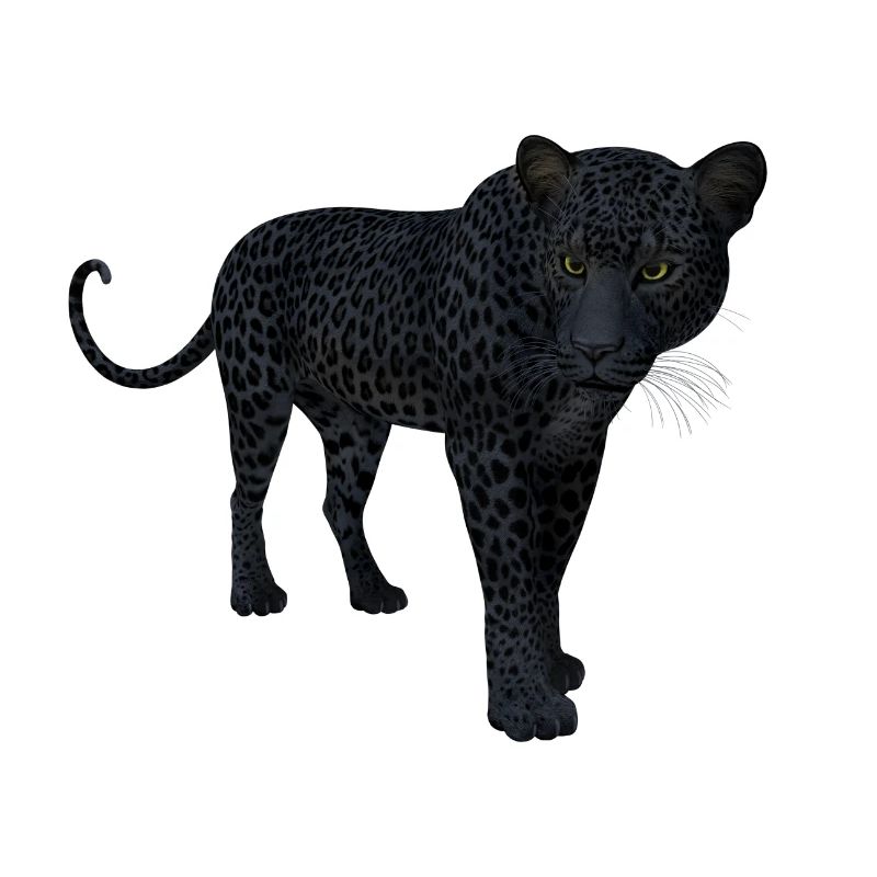 Panter
