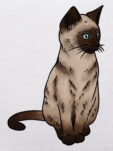 SiamEse Cat Siamese Cat