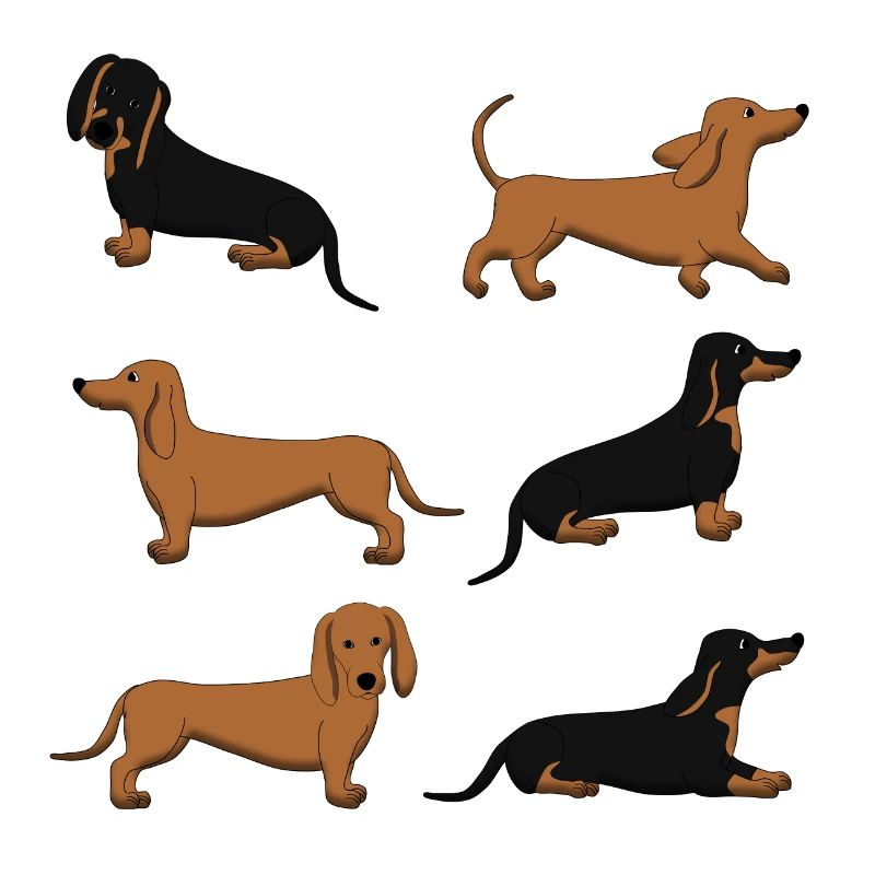 Dachshund selection