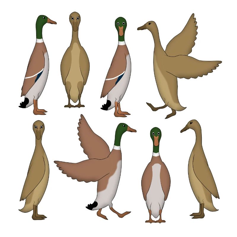 Sélection de canard en cours d’exécution