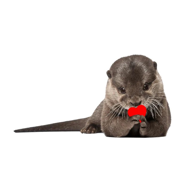Otter love gift idea