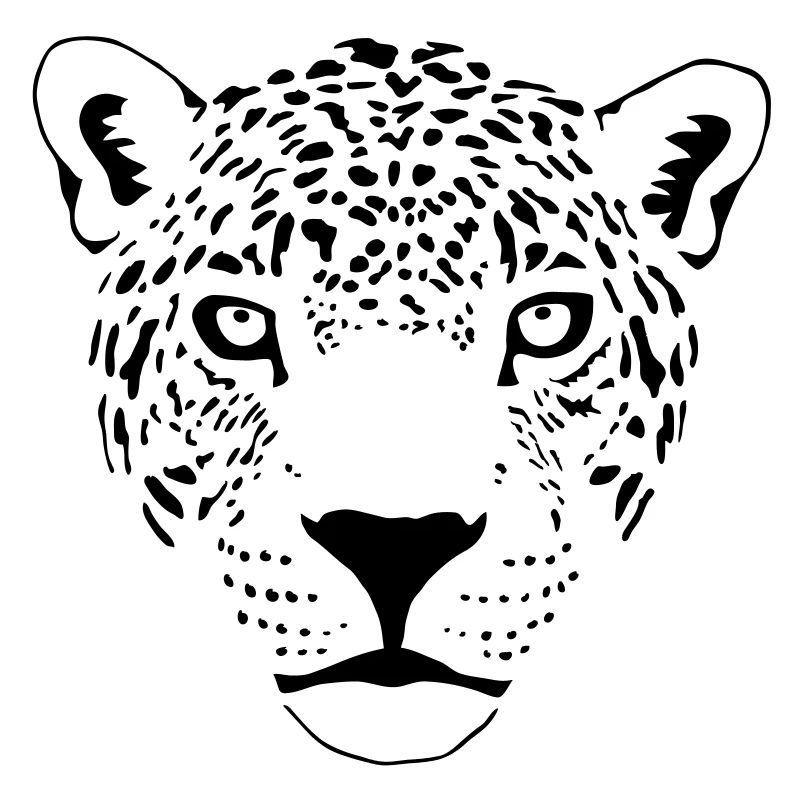 cougar cat panther leopard cheetah