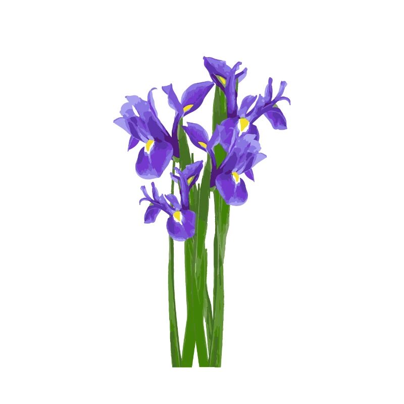 Fleurs Printemps Iris iris - Idée de cadeau