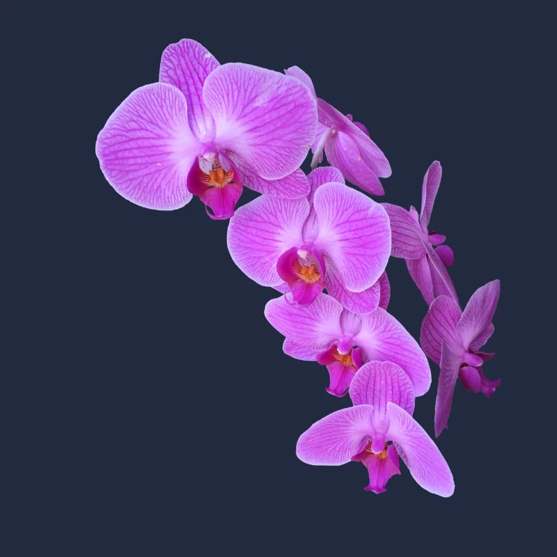 Orchidee