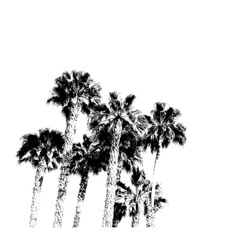 palms palms beach