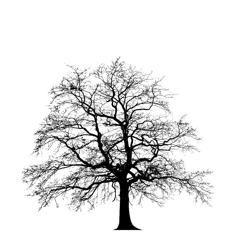 Linden tree