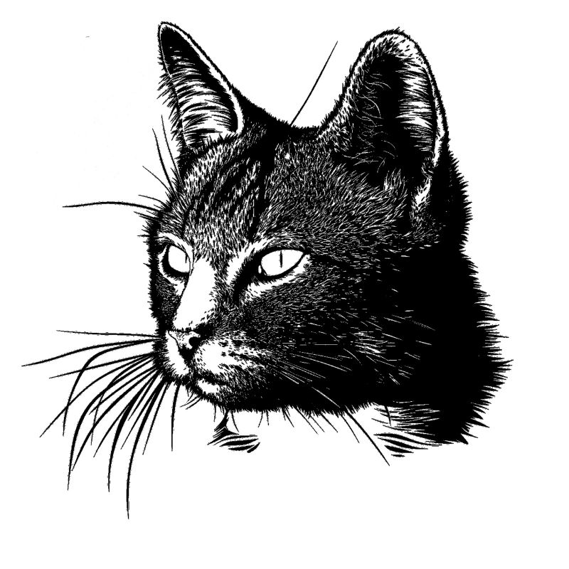 Katze