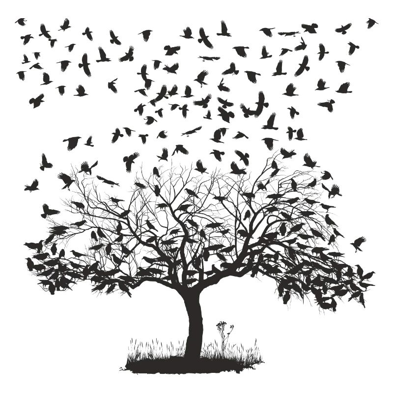 Crows in a tree