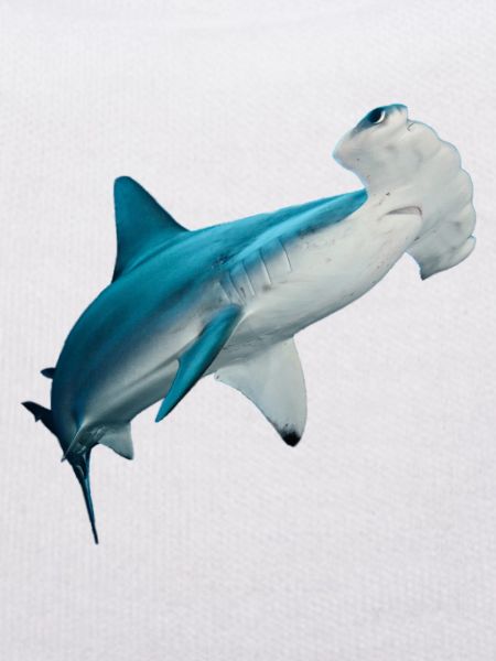 hammerhead shark