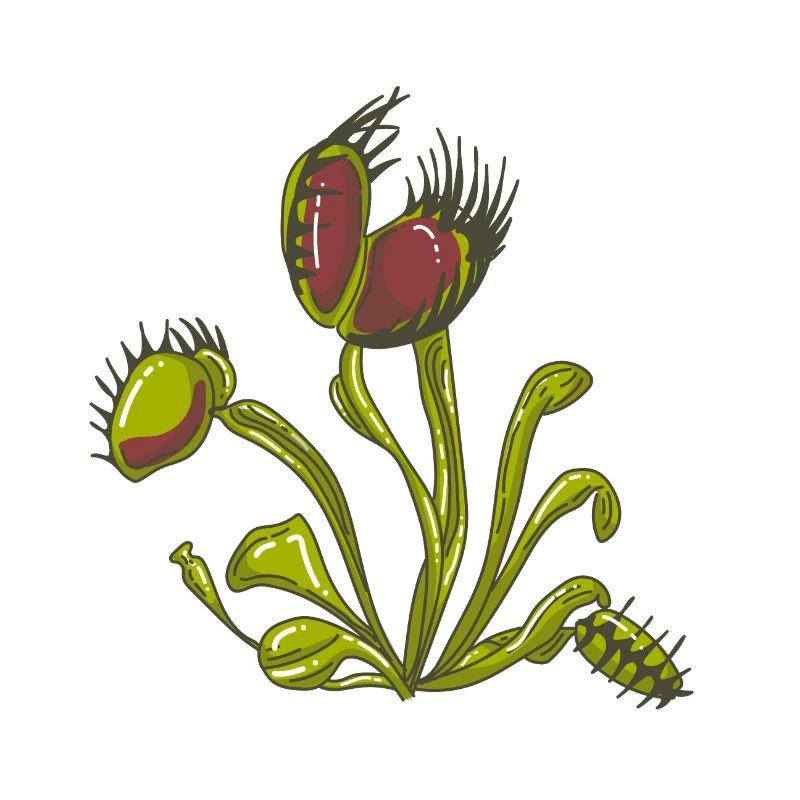 Carnivorous plant Venus flytrap