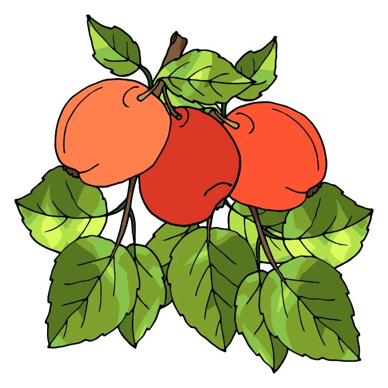 Äpfel