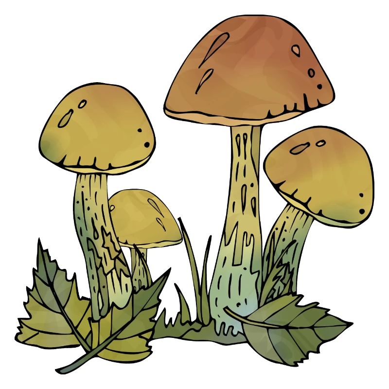 Fungi