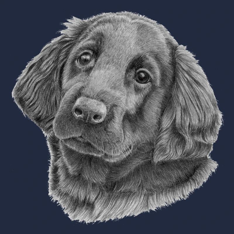 Flatcoated Retriever Welpe