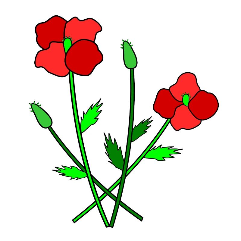 Blühender Mohn