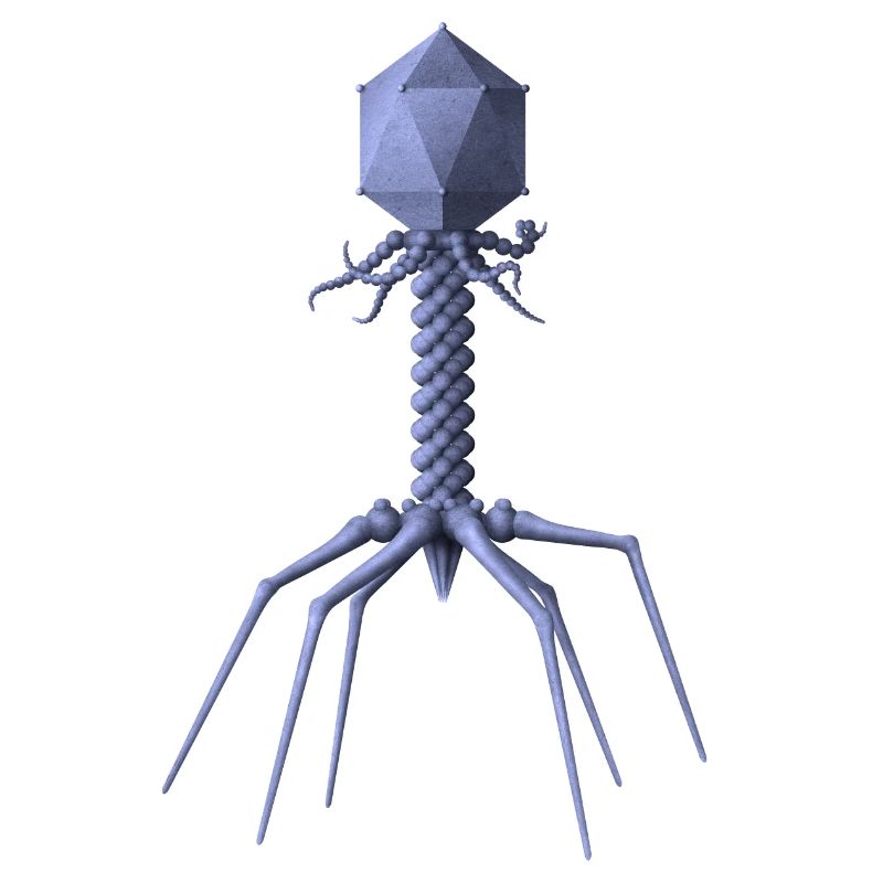 Phage