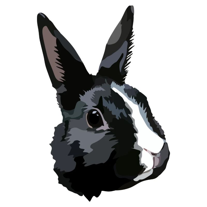 Lapin noir et blanc