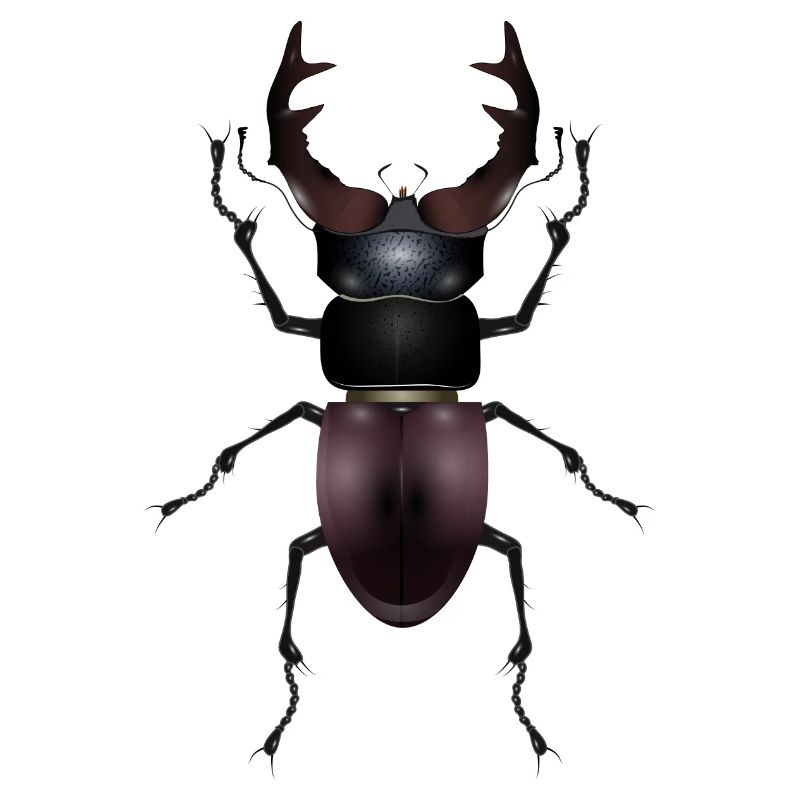 magnificent stag drawn by hand