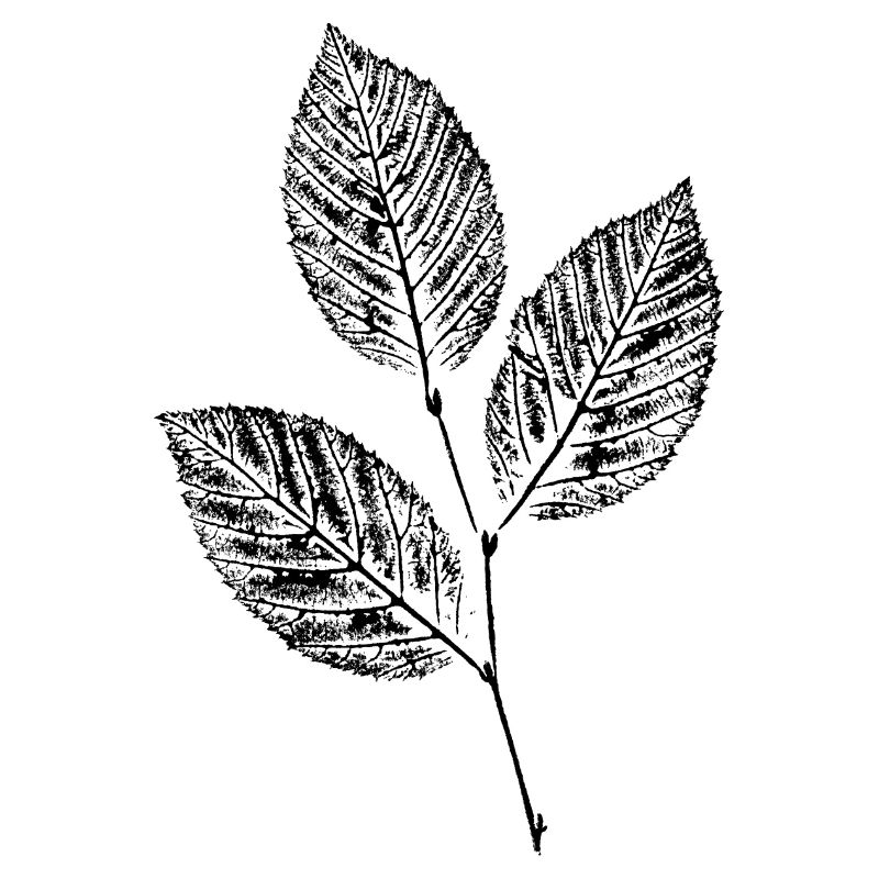 Leaves Beech Branch / Nature & Forest - BOTANICAL