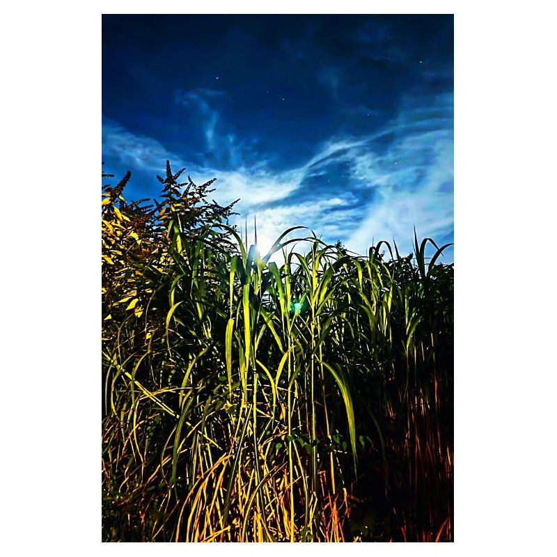 Moonlight in the reed