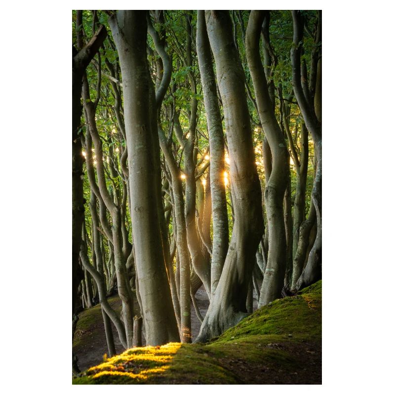 Bäume Licht der Sonne