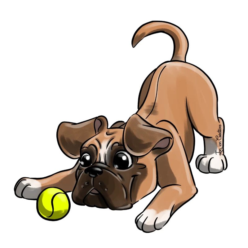 Le plus mignon Boxer